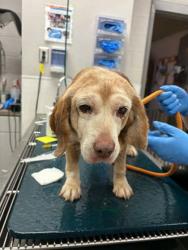 Shelter Stray Female Dog last seen Near Harrelson Road, Cherryville, NC, 1491 Business Park Ct, Gastonia, NC 28052, USA