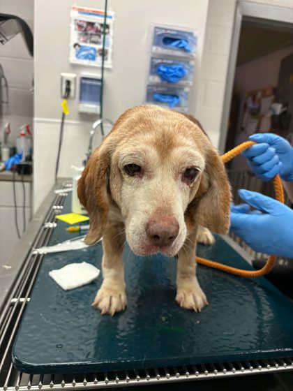 Shelter Stray Female Dog last seen Near Harrelson Road, Cherryville, NC, 1491 Business Park Ct, Gastonia, NC 28052, USA