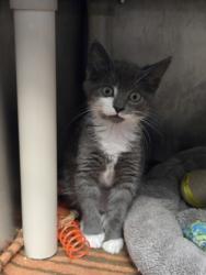 Shelter Stray Female Cat last seen Near Educational Dr., New Bern, NC, 1639 Old Airport Rd, New Bern, NC 28562, USA