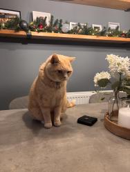 Reunited Male Cat last seen Blueberry avenue, Rainworth, England 