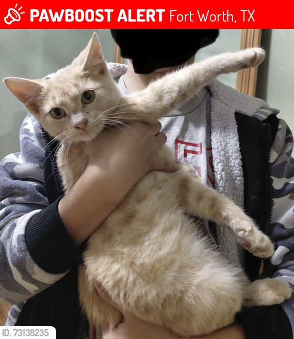 Lost Male Cat last seen South little John street, Fort Worth, TX 76105