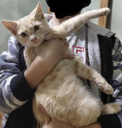 Lost Male Cat last seen South little John street, Fort Worth, TX 76105