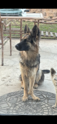 Lost Female Dog last seen Near mears ave, Cincinnati, OH 45230