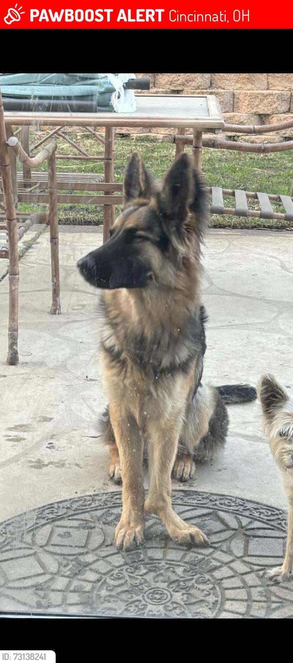 Lost Female Dog last seen Near mears ave, Cincinnati, OH 45230