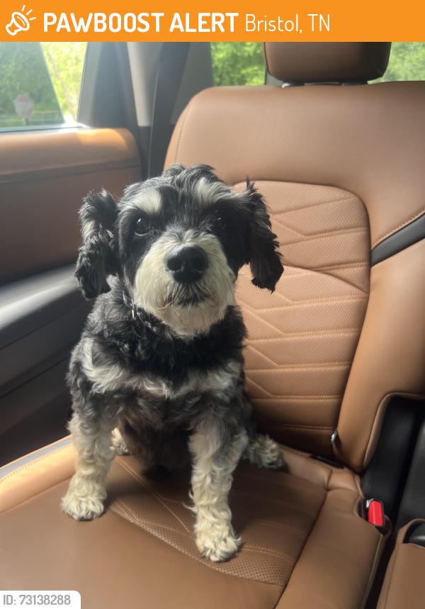 Found/Stray Unknown Dog last seen Near 663 Hwy 126 in area of Big Red Apple Shed, Bristol, TN 37620