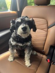 Found/Stray Unknown Dog last seen Near 663 Hwy 126 in area of Big Red Apple Shed, Bristol, TN 37620