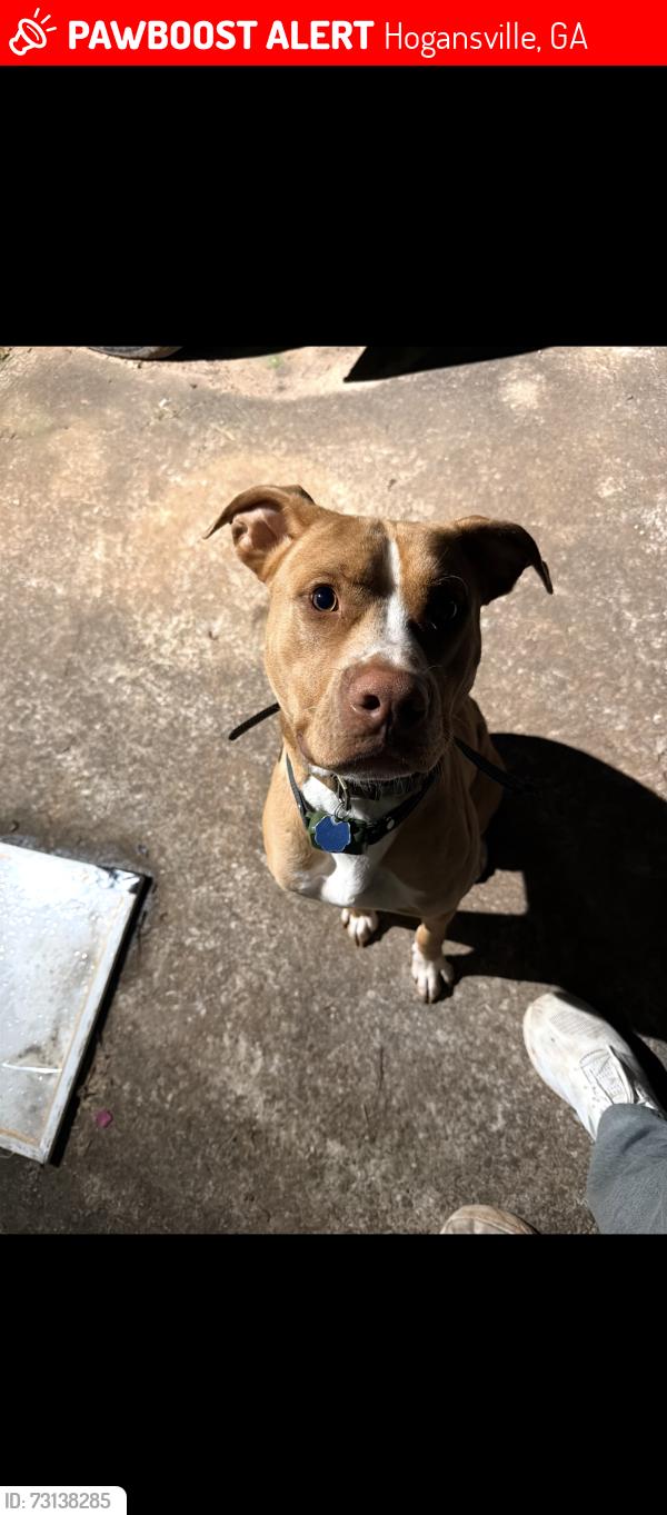 Lost Male Dog last seen Hammett road Callaway middle school, Hogansville, GA 30230