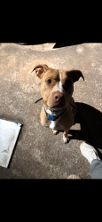 Lost Male Dog last seen Hammett road Callaway middle school, Hogansville, GA 30230