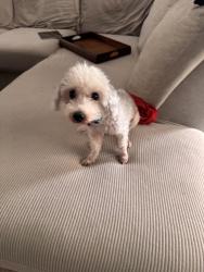 Reunited Female Dog last seen Hackley and Gadboys, North Port, FL 34286