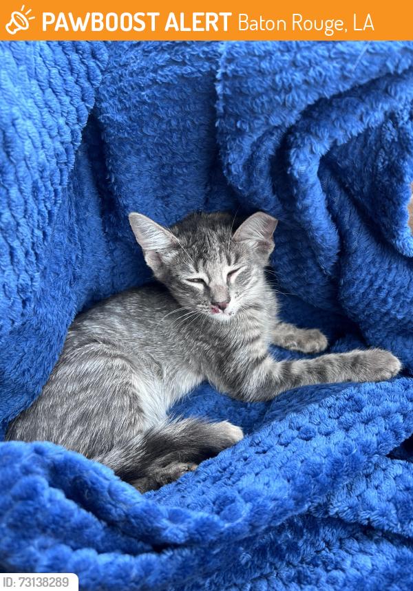 Found/Stray Unknown Cat last seen Towne center. Corporate blvd/Jefferson hwy. Bocage, Baton Rouge, LA 70809