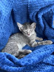 Found/Stray Unknown Cat last seen Towne center. Corporate blvd/Jefferson hwy. Bocage, Baton Rouge, LA 70809