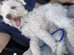 Reunited Male Dog last seen Near Dearborn Way, Aurora, CO 80011, USA, Aurora, CO 80011