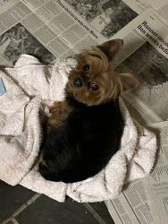 Reunited Male Dog last seen Pulaski and school hse ln, Philadelphia, PA 19144