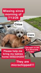 Lost Female Dog last seen 8th street chowchilla, ca, Chowchilla, CA 93610