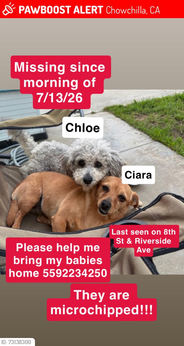 Lost Female Dog last seen 8th street chowchilla, ca, Chowchilla, CA 93610