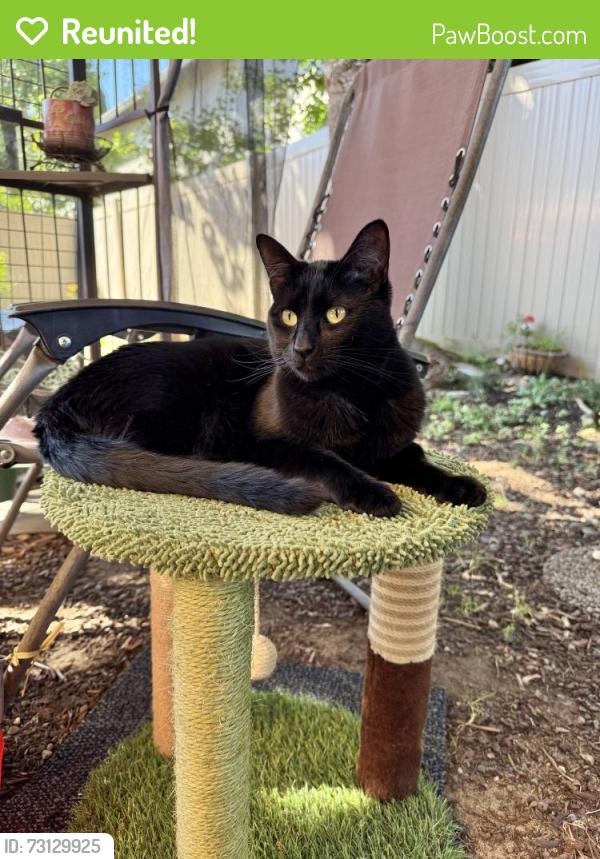 Reunited Female Cat last seen Greenpark and Briarwood, Vancouver, WA 98683