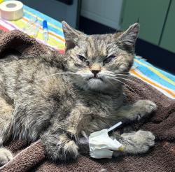 Shelter Stray Female Cat last seen Co School of Mines, Golden, CO, 80401, 580 McIntyre St, Golden, CO 80401, USA