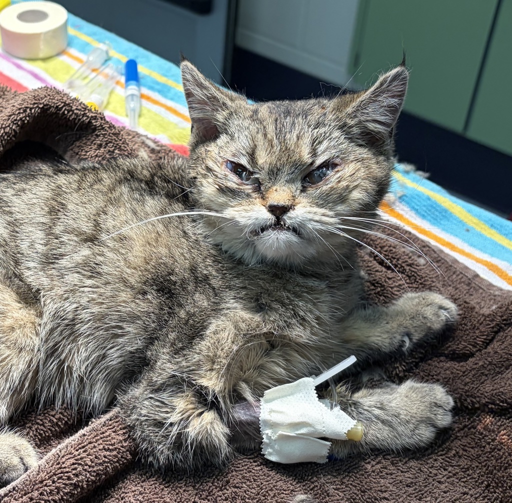 Shelter Stray Female Cat last seen Co School of Mines, Golden, CO, 80401, 580 McIntyre St, Golden, CO 80401, USA