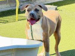 Shelter Stray Female Dog last seen Near W Elk Creek Court, Bluffdale, UT, 84065, 511 W 3900 S, Salt Lake City, UT 84123, USA
