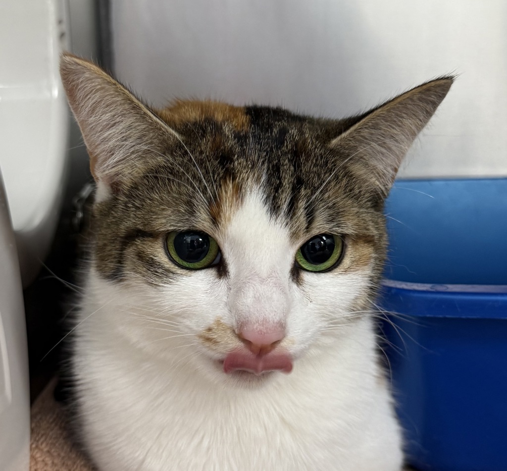 Shelter Stray Female Cat last seen N Interstate / N Wygant, OR, 1700 W Historic Columbia River Hwy, Troutdale, OR 97060, USA