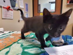 Shelter Stray Male Cat last seen Near Avenida De Benito Juarez Street, Vista, CA, 92083, Oceanside, CA 92058, USA