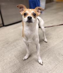 Shelter Stray Male Dog last seen Apt 5105,6490 Ambrosia Drive, San Diego, CA, 92108, 5500 Gaines St, San Diego, CA 92110, USA