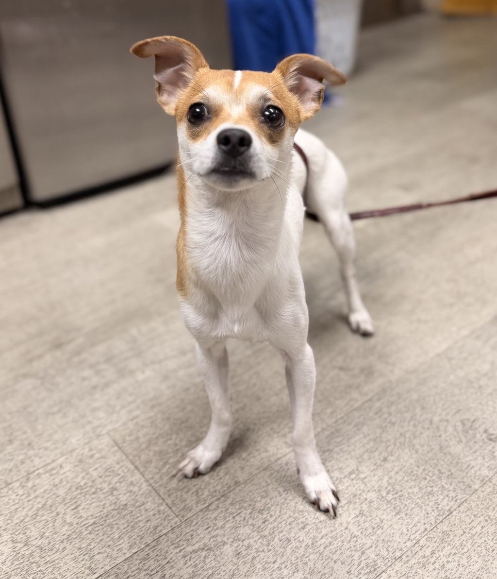 Shelter Stray Male Dog last seen Apt 5105,6490 Ambrosia Drive, San Diego, CA, 92108, 5500 Gaines St, San Diego, CA 92110, USA