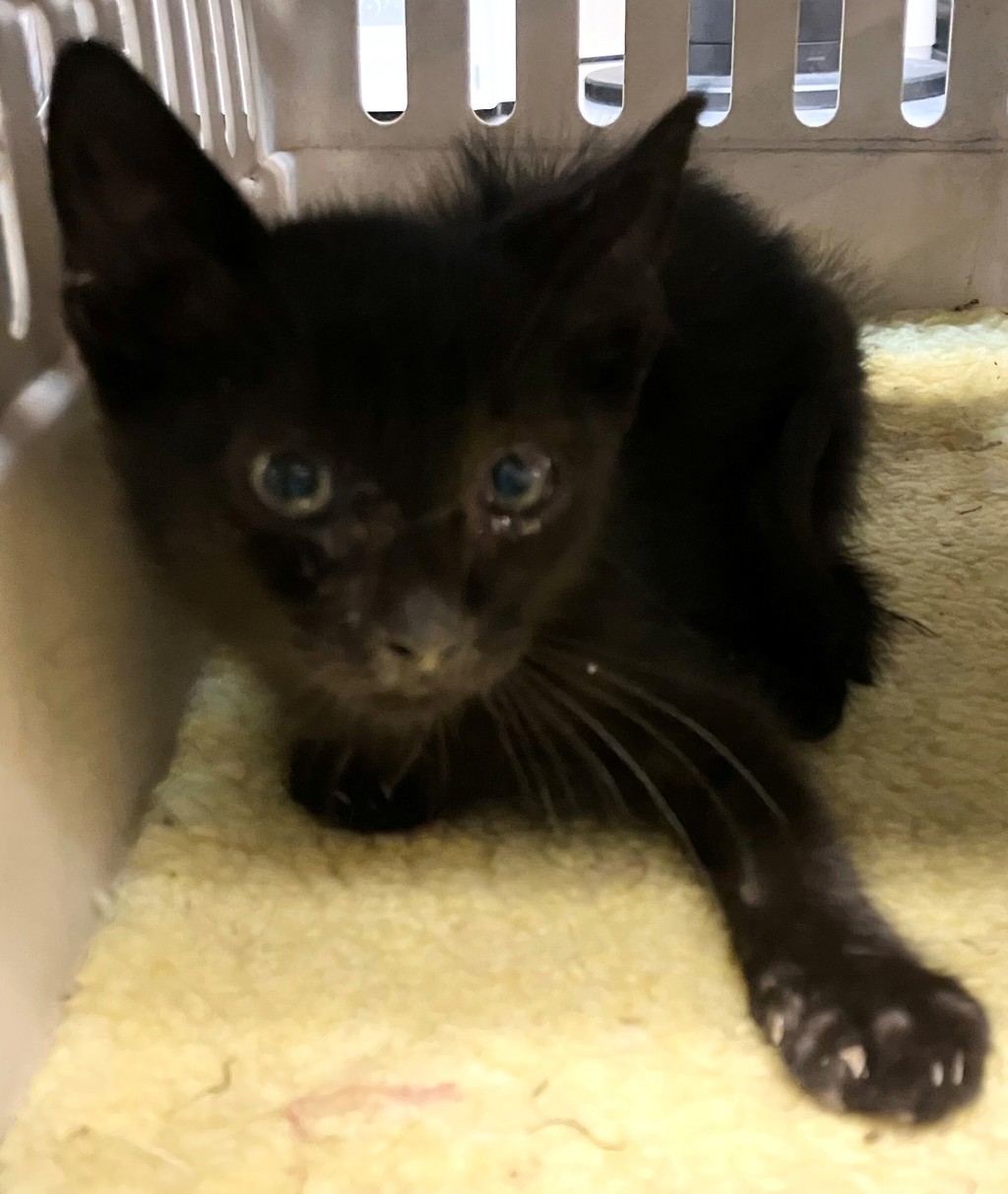 Shelter Stray Male Cat last seen Bowles Avenue, STATEN ISLAND, NY, 10303, 3139 Veterans Rd W, Staten Island, NY 10309, USA