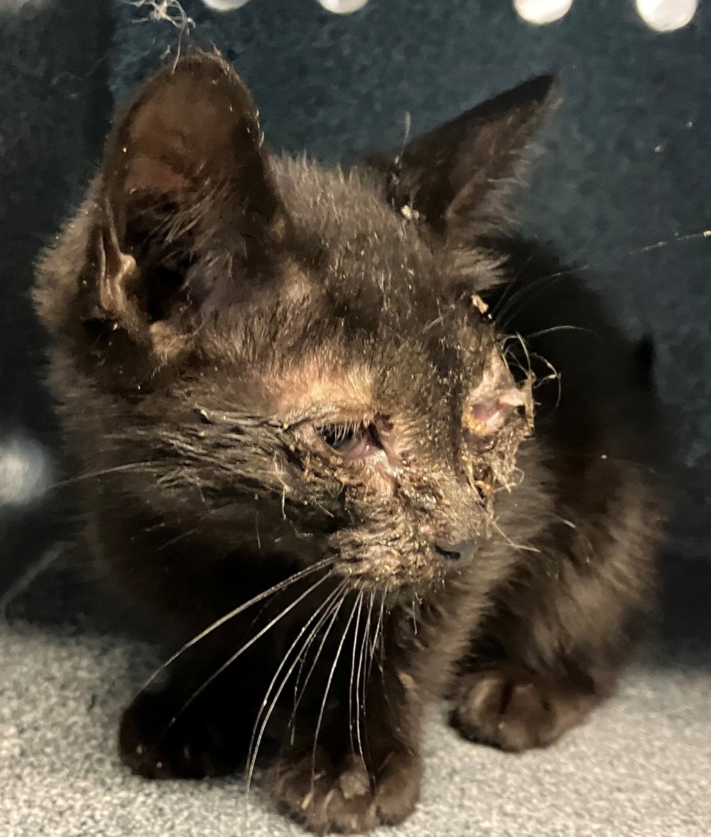 Shelter Stray Male Cat last seen Bowles Avenue, STATEN ISLAND, NY, 10303, 3139 Veterans Rd W, Staten Island, NY 10309, USA