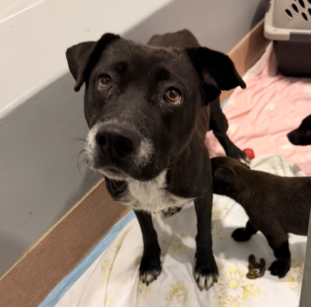 Shelter Stray Female Dog last seen Near E Mission Bay Drive, San Diego, CA, 92109, 5500 Gaines St, San Diego, CA 92110, USA