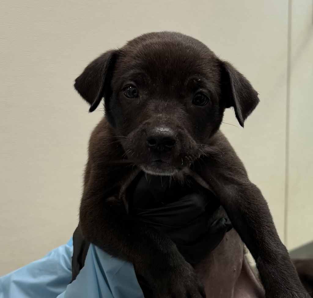 Shelter Stray Female Dog last seen Near E Mission Bay Drive, San Diego, CA, 92109, 5500 Gaines St, San Diego, CA 92110, USA