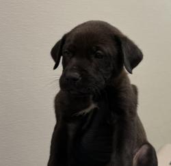 Shelter Stray Female Dog last seen Near E Mission Bay Drive, San Diego, CA, 92109, 5500 Gaines St, San Diego, CA 92110, USA