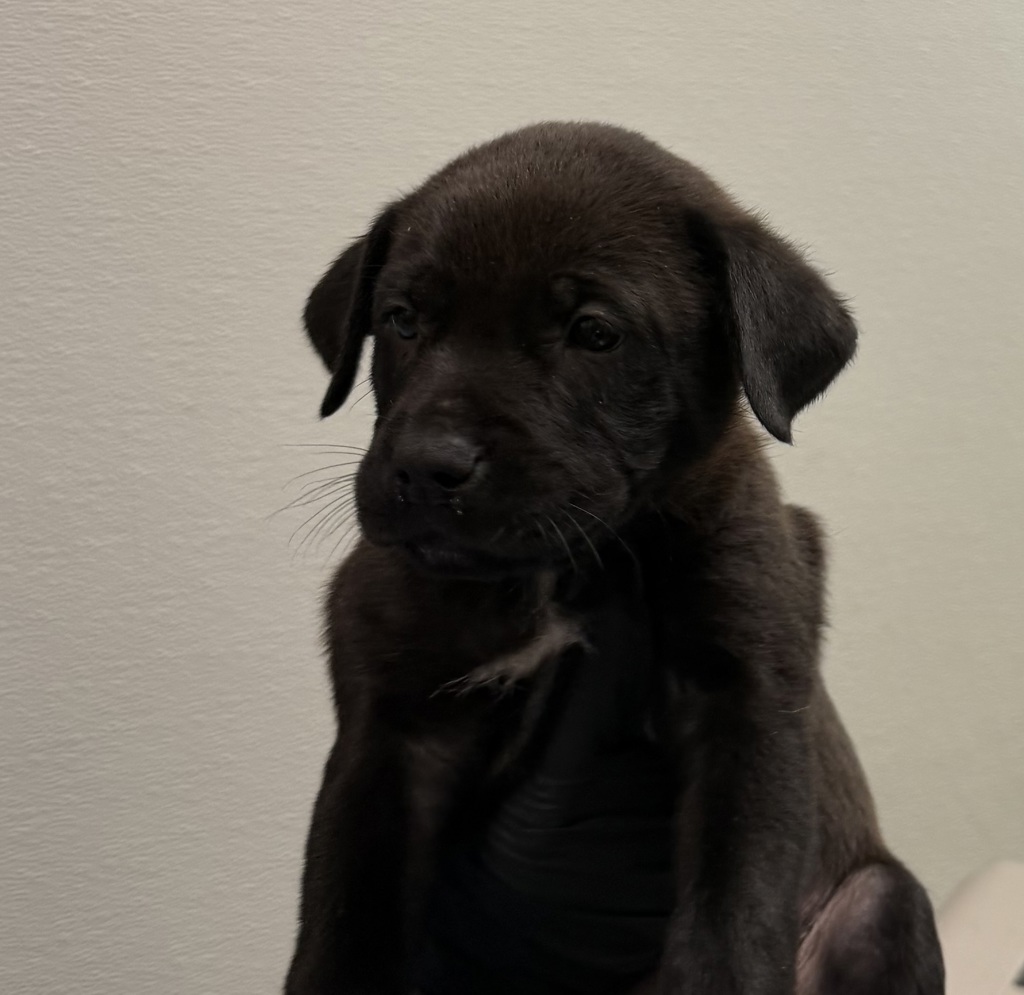 Shelter Stray Female Dog last seen Near E Mission Bay Drive, San Diego, CA, 92109, 5500 Gaines St, San Diego, CA 92110, USA
