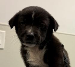 Shelter Stray Male Dog last seen Near E Mission Bay Drive, San Diego, CA, 92109, 5500 Gaines St, San Diego, CA 92110, USA