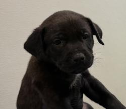Shelter Stray Male Dog last seen Near E Mission Bay Drive, San Diego, CA, 92109, 5500 Gaines St, San Diego, CA 92110, USA