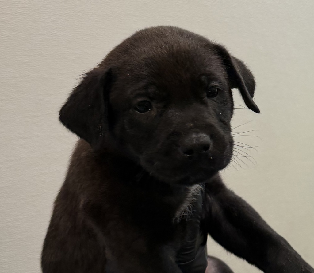 Shelter Stray Male Dog last seen Near E Mission Bay Drive, San Diego, CA, 92109, 5500 Gaines St, San Diego, CA 92110, USA