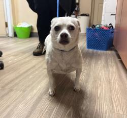 Shelter Stray Male Dog last seen Near W Vista Way, Vista, CA, 92083, Oceanside, CA 92058, USA