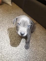 Reunited Female Dog last seen Lincoln & Webb Area, Wichita, KS 67207