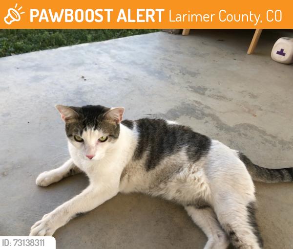 Found/Stray Female Cat last seen KOA Wellington, Larimer County, CO 80549