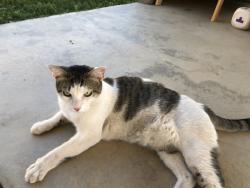 Found/Stray Female Cat last seen KOA Wellington, Larimer County, CO 80549