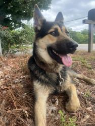 Found/Stray Male Dog last seen Seventh Street, Sanford, NC 27330