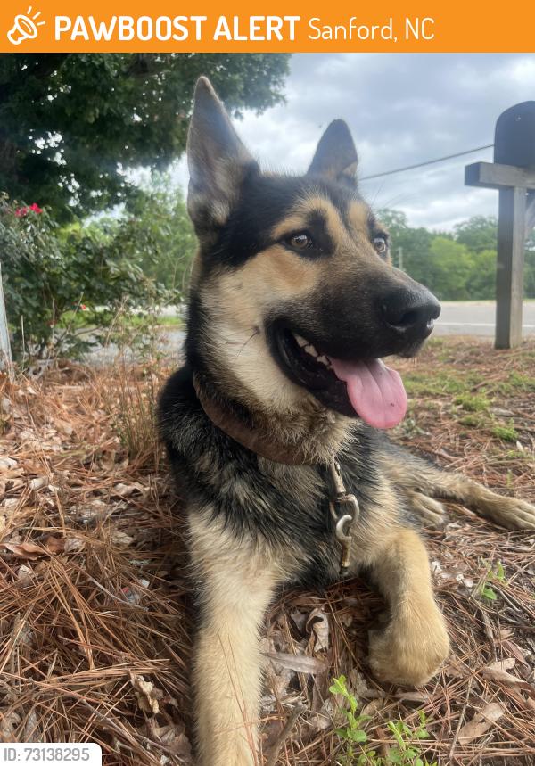 Found/Stray Male Dog last seen Seventh Street, Sanford, NC 27330
