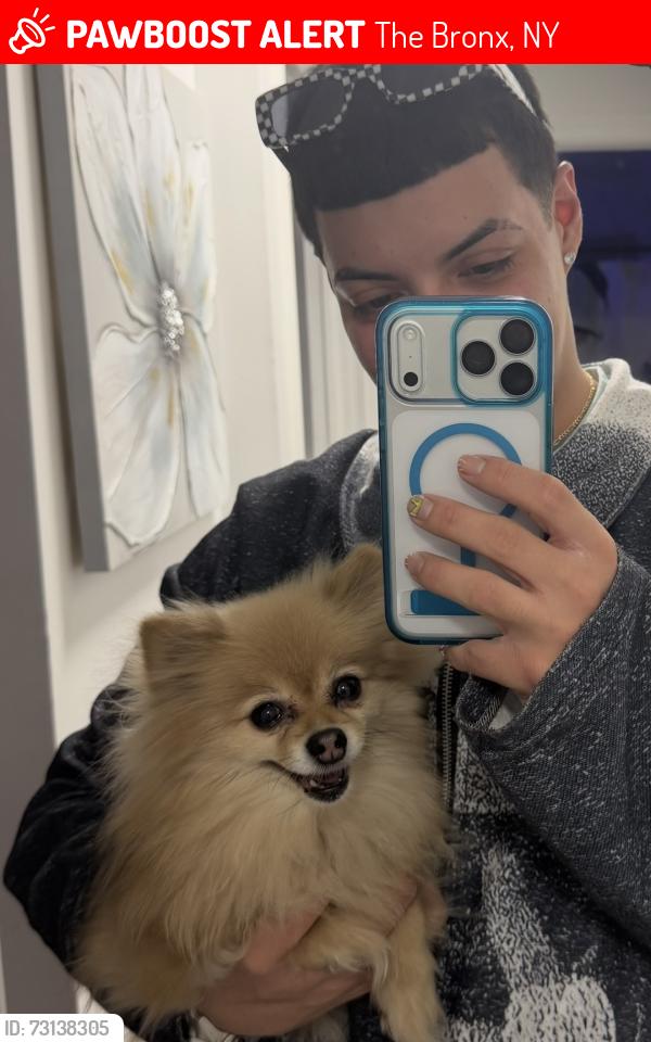 Lost Female Dog last seen Paulding, The Bronx, NY 10466