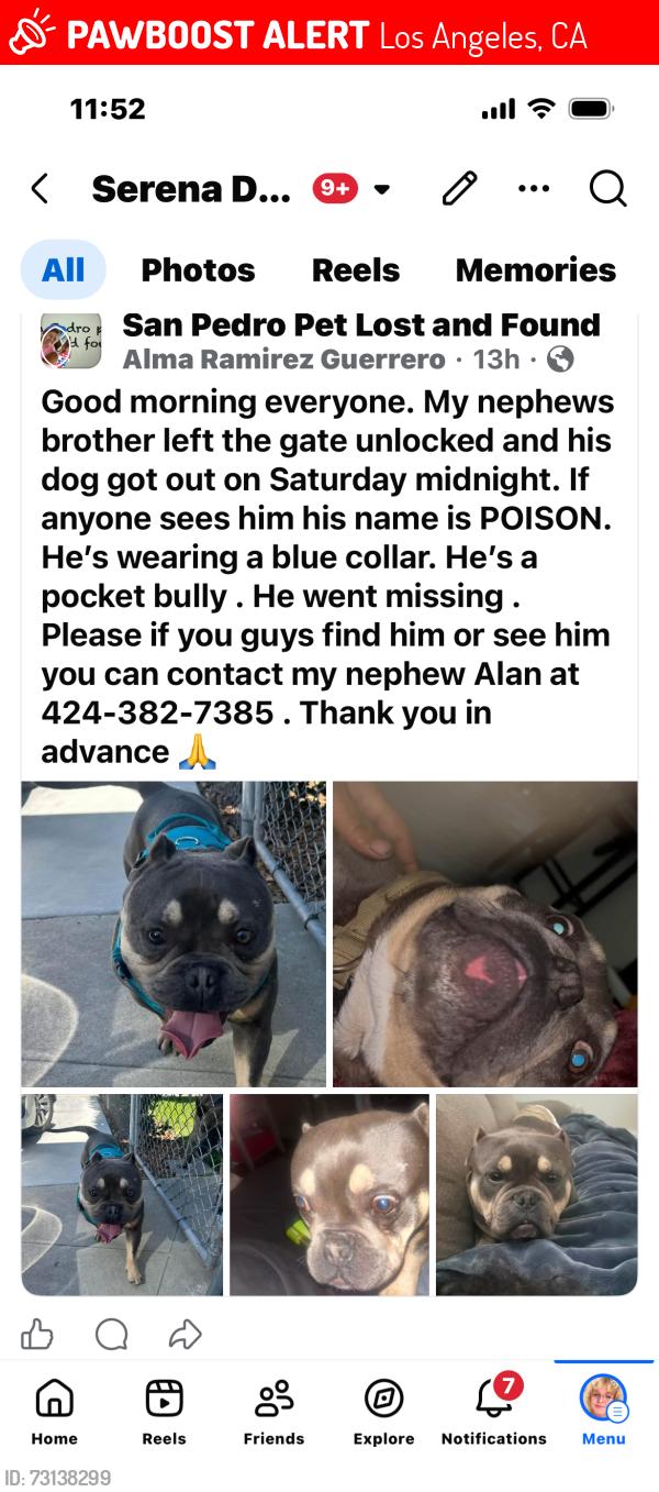 Lost Male Dog last seen Pacific ave in San Pedro California, Los Angeles, CA 90731