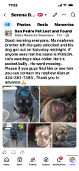 Lost Male Dog last seen Pacific ave in San Pedro California, Los Angeles, CA 90731
