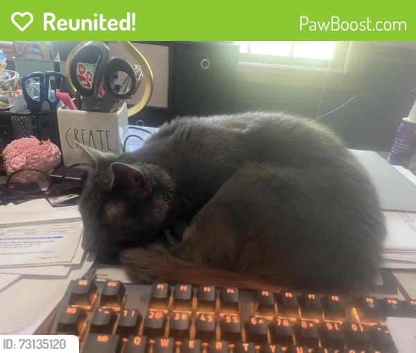 Reunited Male Cat last seen Highland Ave & Tina Trail, Elgin, IL 60124