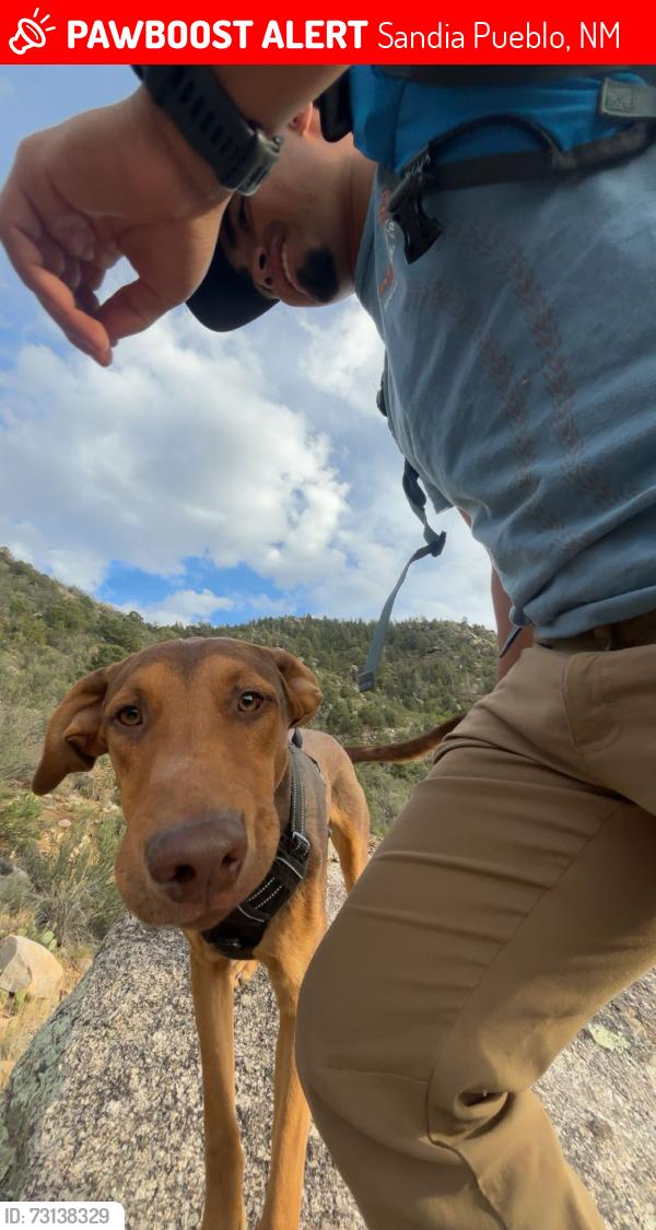 Lost Male Dog last seen Sandia Crest road at top of MTN, Sandia Park, NM 87047