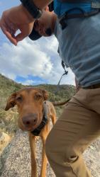 Lost Male Dog last seen Piedra Lisa South Trailhead Piedra Lisa Trail 135, Sandia Pueblo, NM 87004