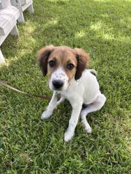 Found/Stray Female Dog last seen Valley View and Hillcrest Road, Dallas, TX 75240
