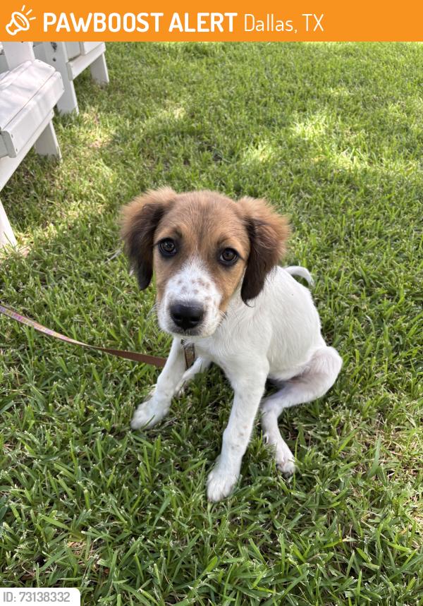 Found/Stray Female Dog last seen Valley View and Hillcrest Road, Dallas, TX 75240